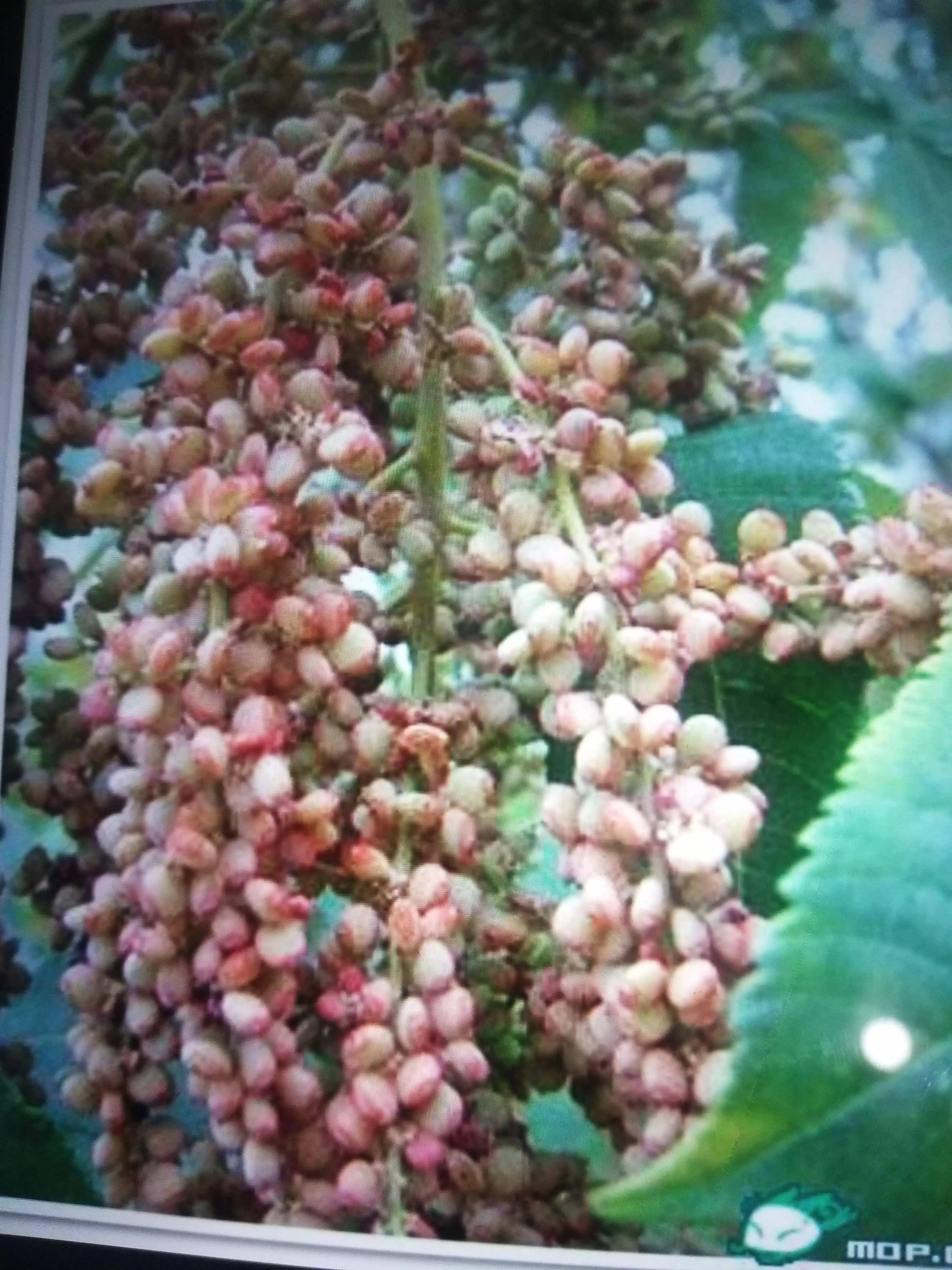 广西人的童年野果,广西人的童年有多快乐