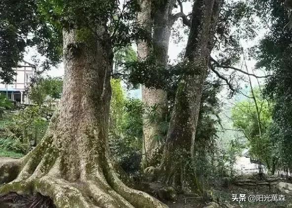 十大珍贵木材之金丝楠木,赏析明清三大贡木