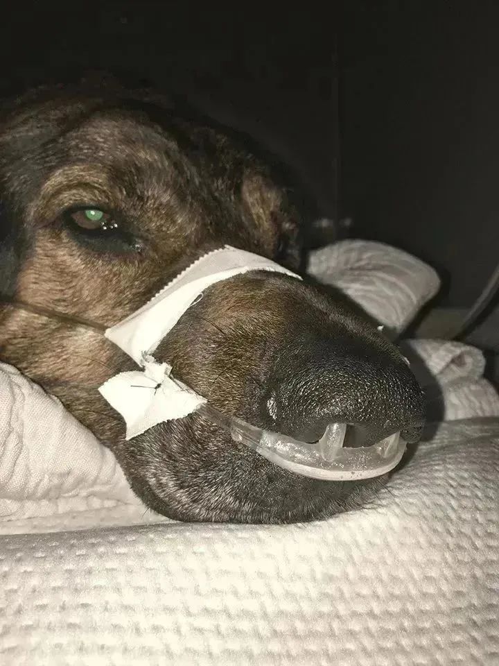 呼吸窘迫综合征给氧方法,急性呼吸窘迫综合征给氧流量