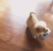 蝌学荐书《永远的爱犬》——一份给你家狗子的续命指南