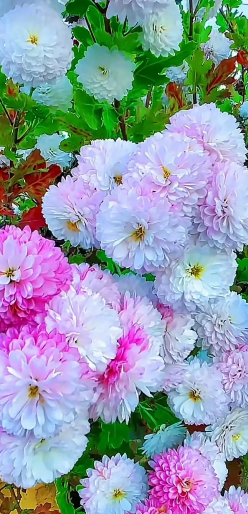 最新最美花儿高清图片,五颜六色的花儿真漂亮