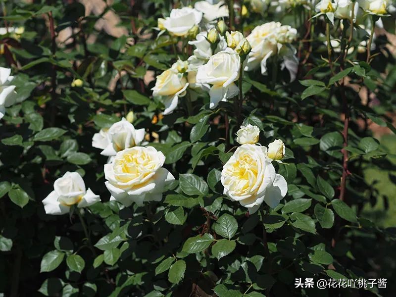 2019月季新品种金奖,超新品月季有哪些品种