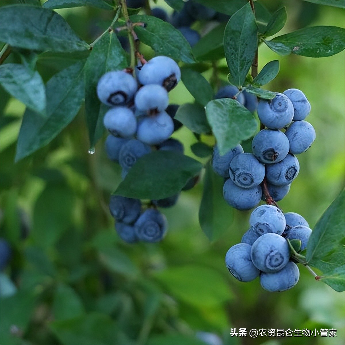 蓝莓种植如何增加甜度,蓝莓种植调酸用哪种