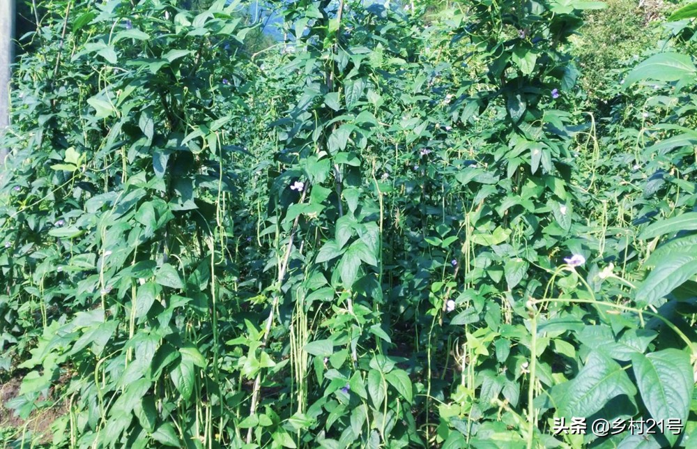 秋豆角长钻心虫有什么土办法防治,豆角钻心虫最佳治疗方法