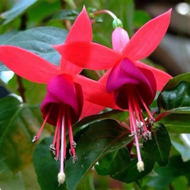 分享图片温暖大图,倒挂金钟花唯美视频