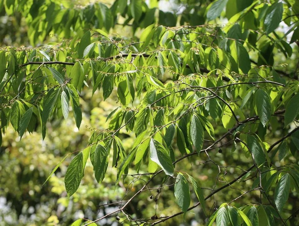 动物生病了该怎么办,动物生病自救方法