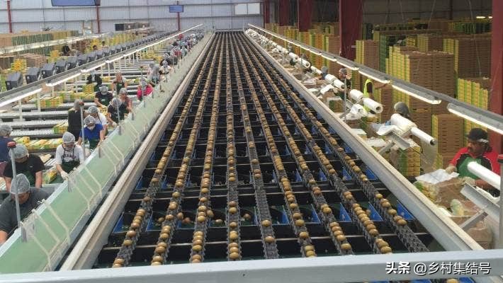 奇异果之都蒂普基地形图,新西兰奇异果小镇蒂普基