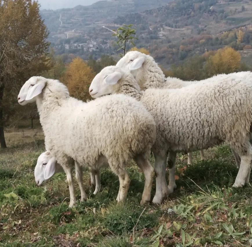 羊发热怎样治疗养羊常见病,养羊常见50种病