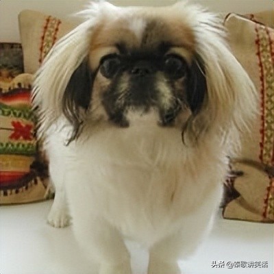 小型护卫犬什么犬种最好,小型犬种大耳朵图片