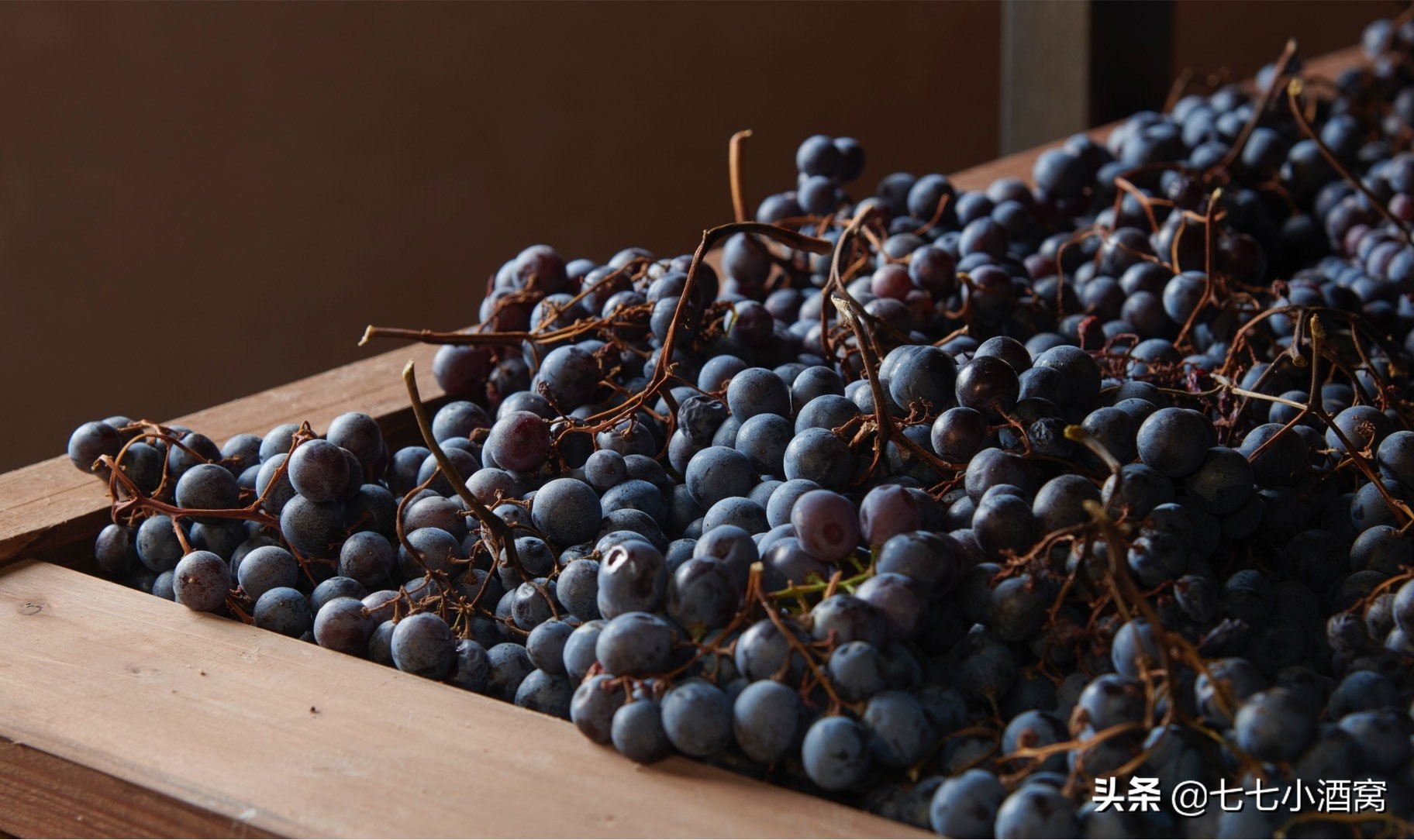 阿玛罗尼红酒值得拥有吗,意大利最具代表性的红酒