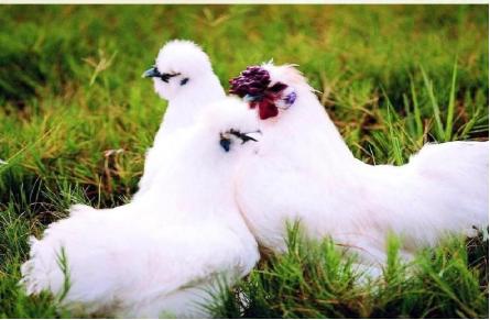 氨基酸维生素矿物质的作用是什么,氨基酸维生素矿物质的作用