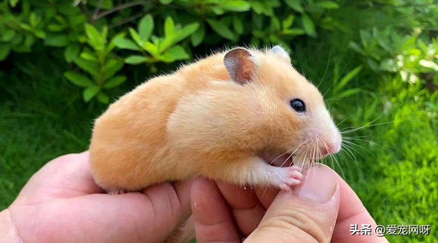 小仓鼠身上的细菌对人体有危害吗,榉木对仓鼠有危害吗