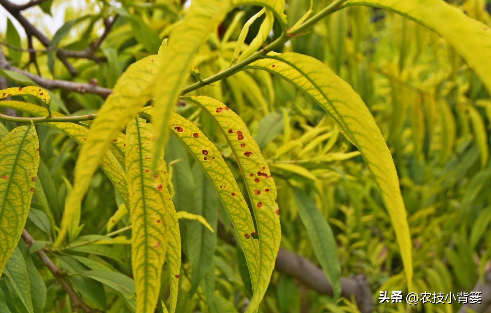 缺钙和缺硼如何区分,如何区分作物缺硼还是缺钙