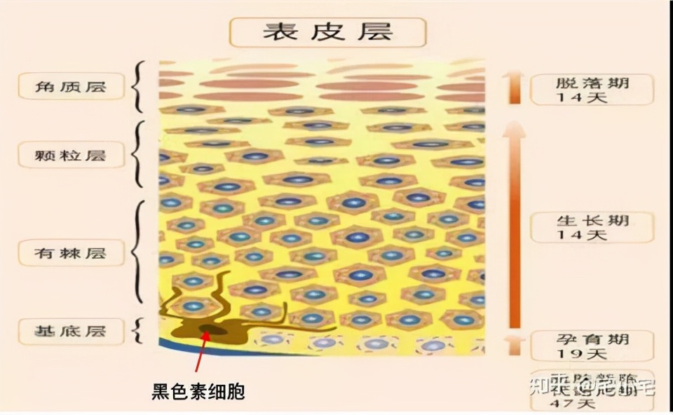 小编给大家推荐几款有效祛斑精华,公认最好最实惠美白祛斑精华