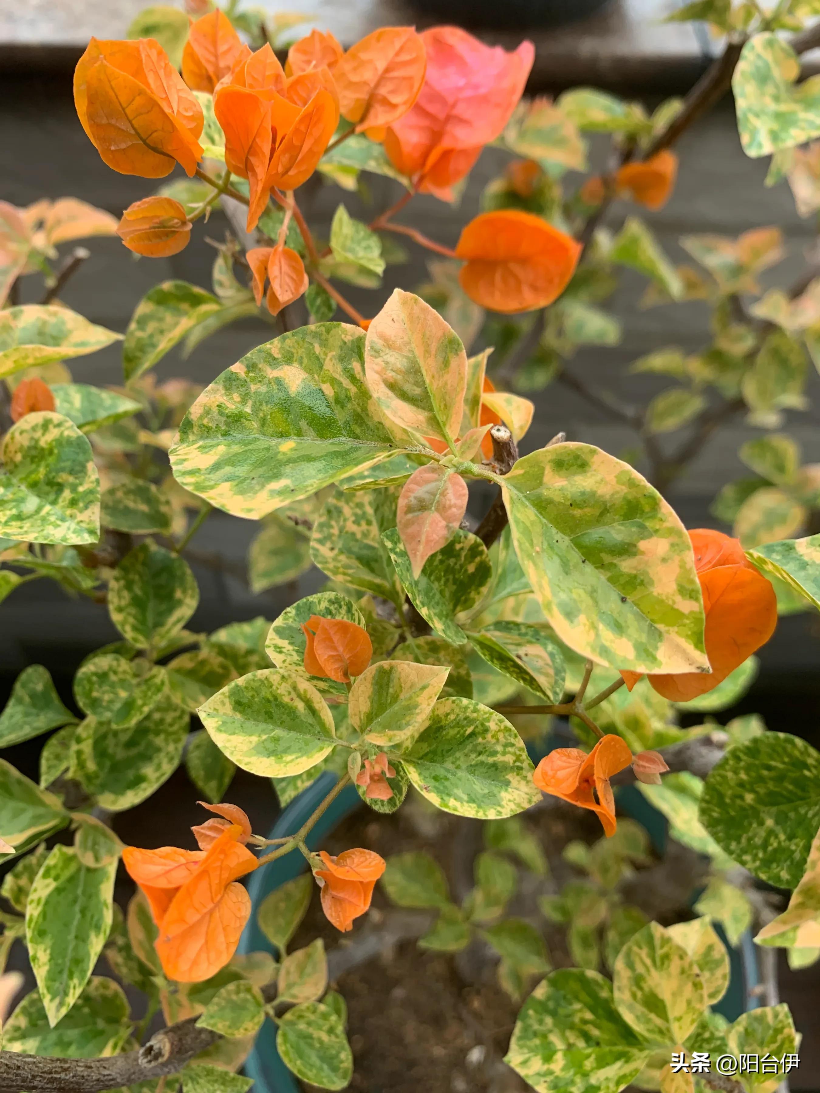 花叶橙蝶三角梅勤花吗,花叶印度橙粉三角梅