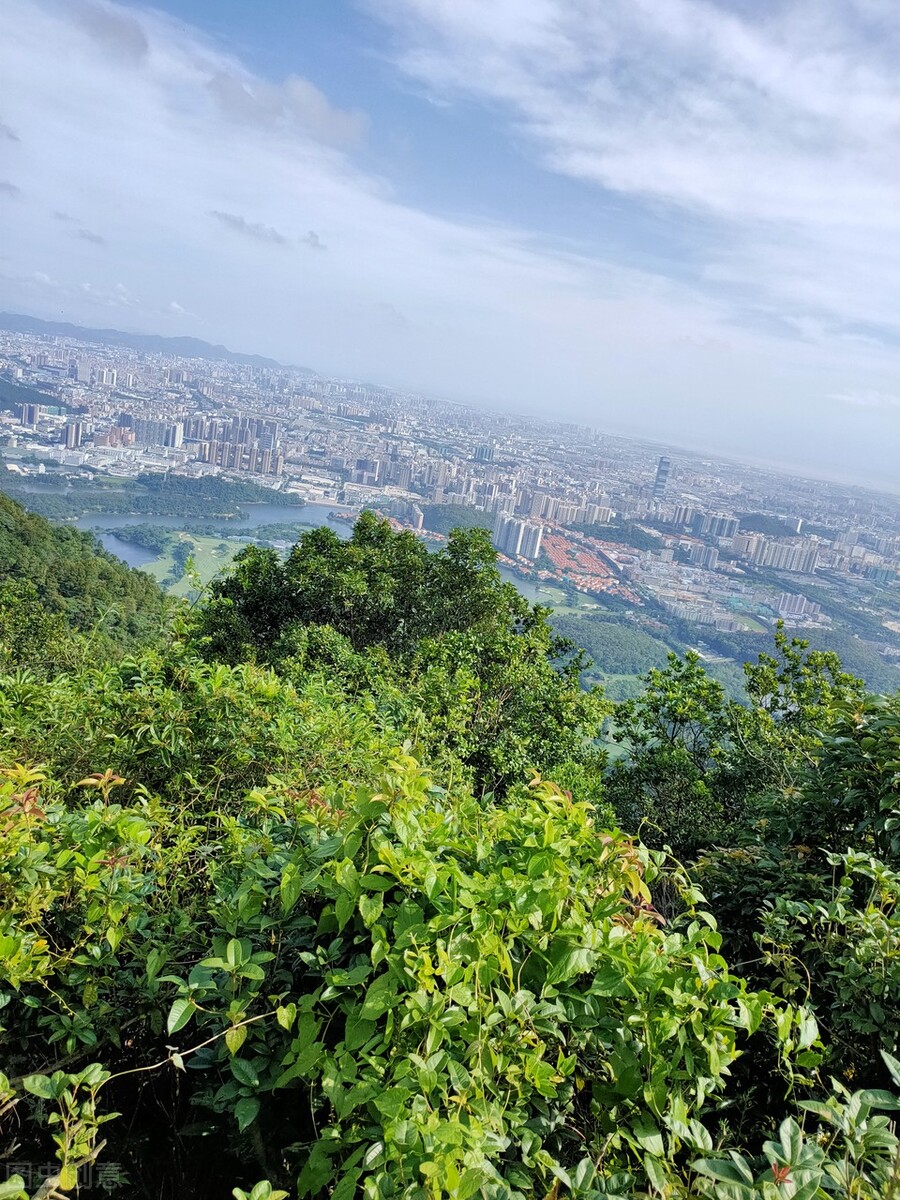 谁言寸草心报得三春晖的解释,谁言寸草心报得三春晖什么意思