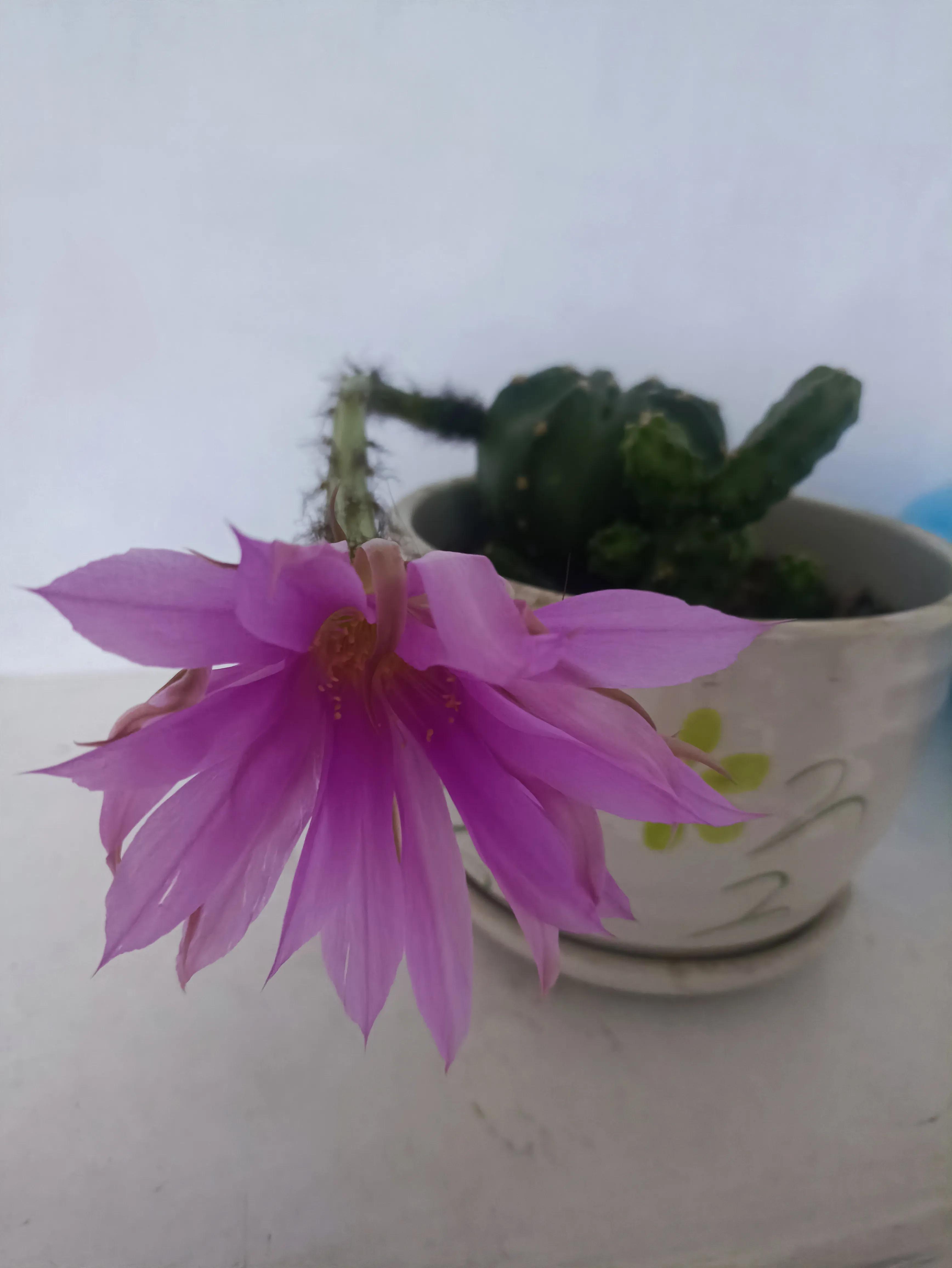 仙人球的花语完整版,仙人球的花期有多长时间呢