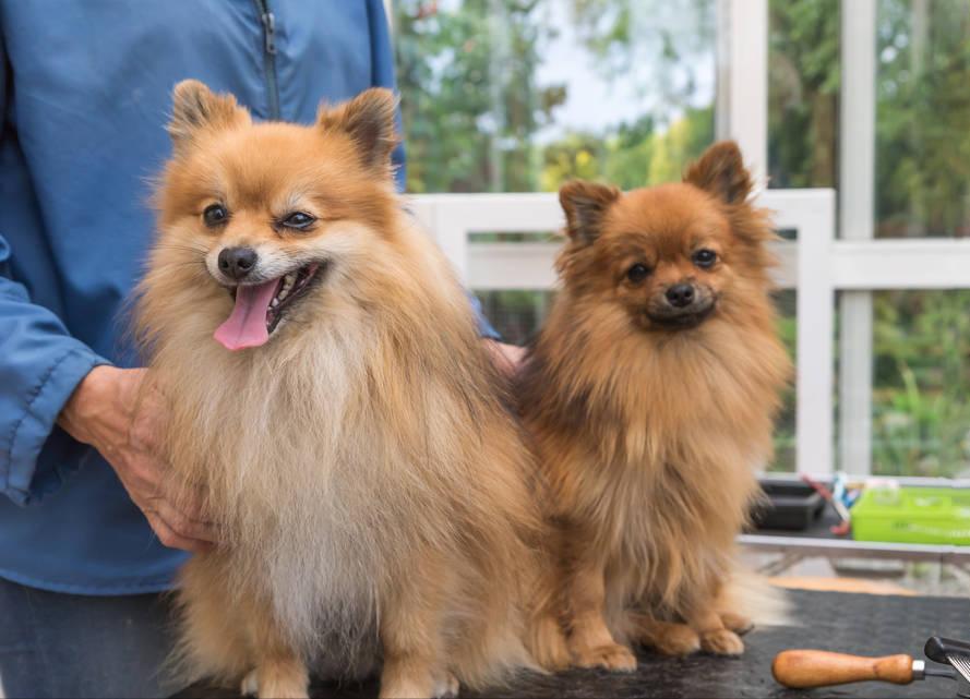 博美怎么养活,博美怎么养温顺不乱叫