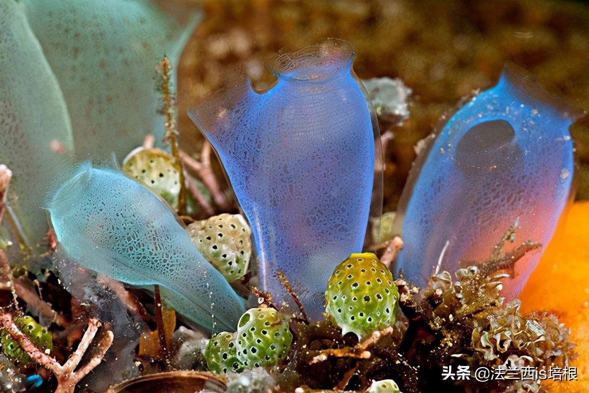 出道即巅峰，越长越退化的动物，教给科学家一绝招，解决海洋污染