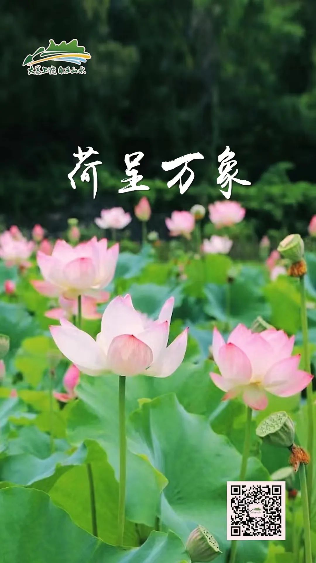 全球学子嘉游赣|上饶的第一波荷花开了，让我们一起步入飘满荷香的夏天！