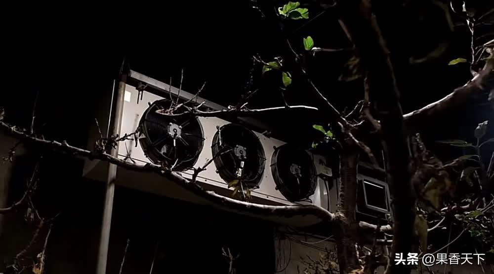 最有潜力早熟大樱桃,农村人种植大樱桃