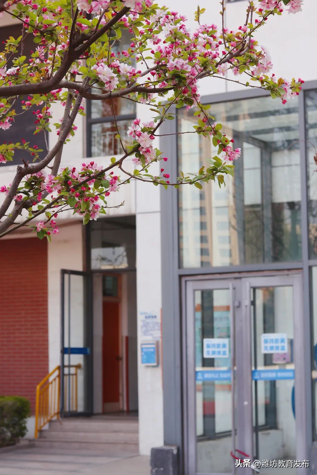 美！潍坊校园春景强势来袭