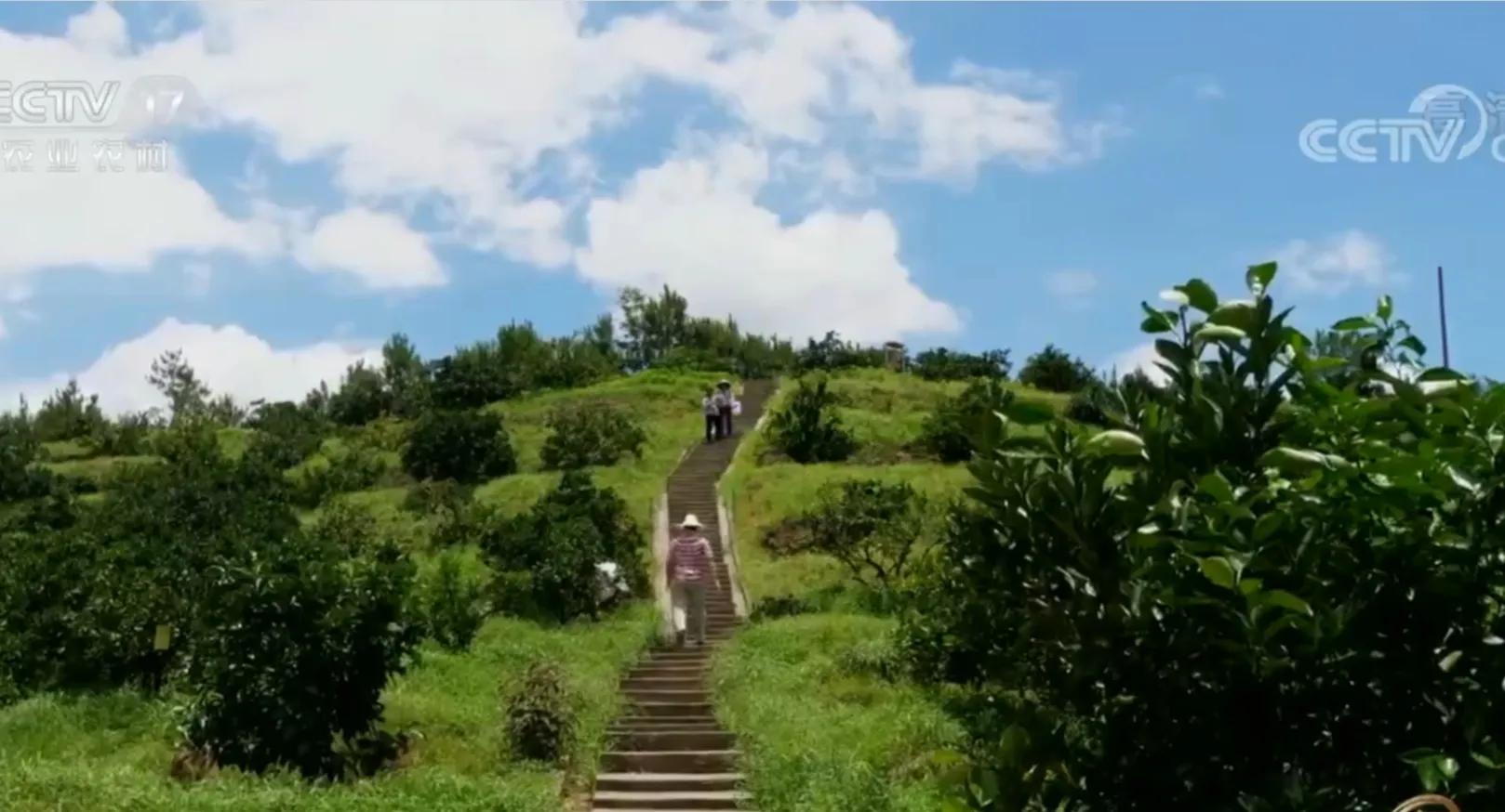 农村小伙承包80亩果园,90后小伙承包15亩果园养活3个孩子