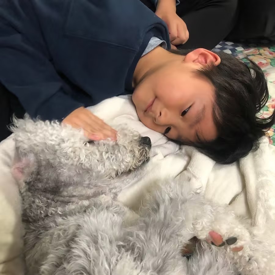 适合家养的最好养的小型宠物狗,最适合儿童饲养的十种宠物狗一览