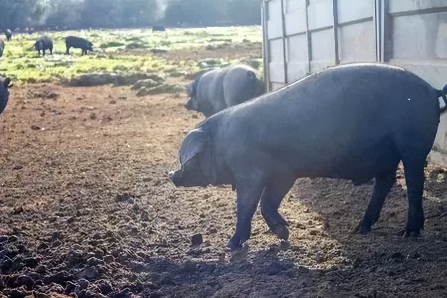 吉地过年旅游怎么样,吉地过年有什么好玩的