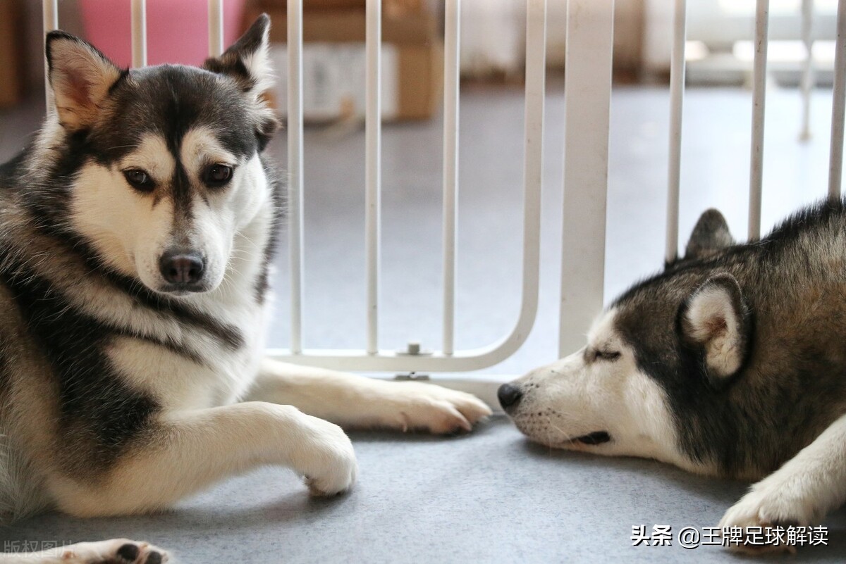 曼城对战纽卡瓜迪奥拉赛后采访,瓜迪奥拉震惊曼城与曼联的差距