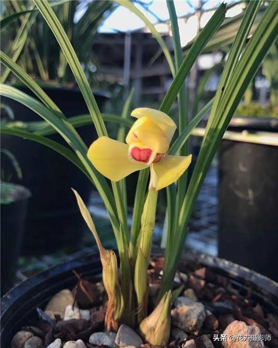 此兰拥有“*力暴**黄金”美学，寓意家财万贯，火了30余年，依旧经典