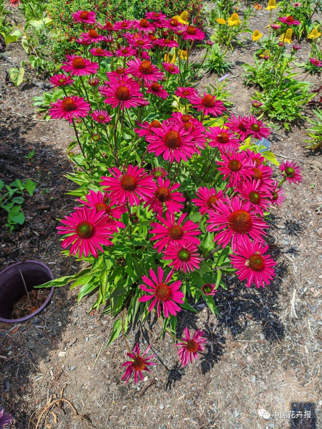 宿根花卉栽培,宿根花卉的栽培管理