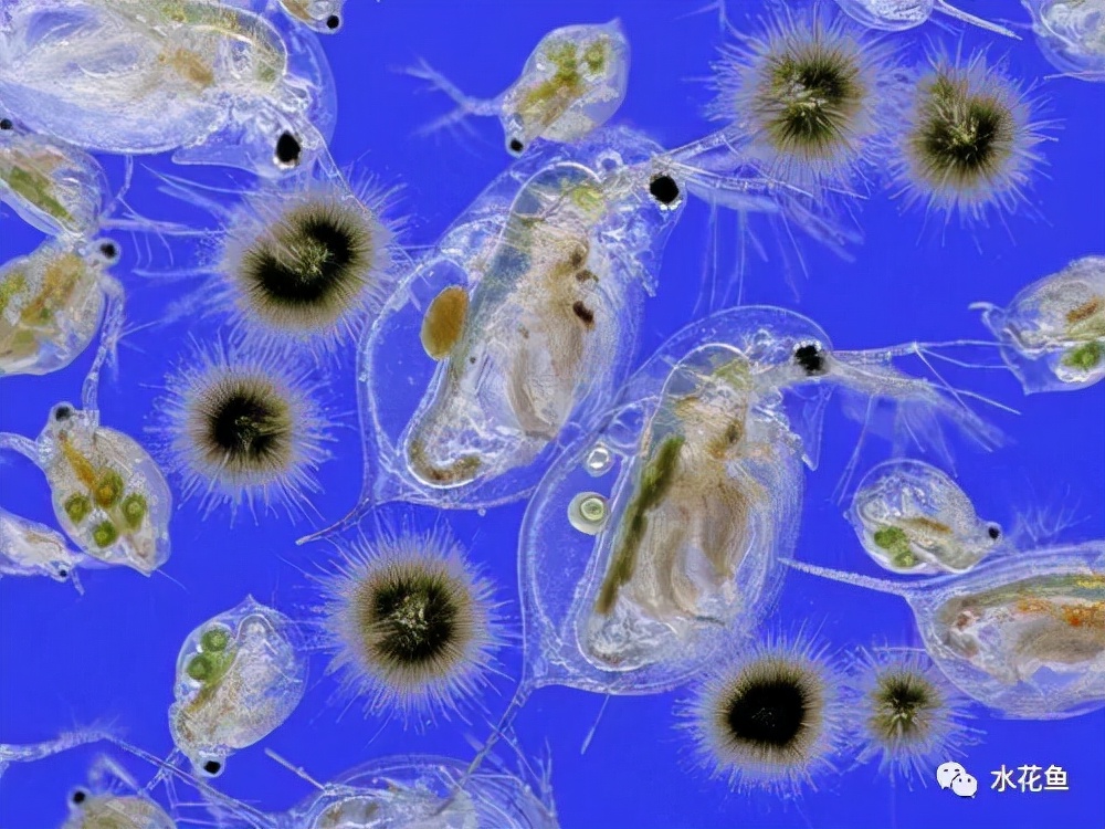 水体中的浮游动物,浮游植物与水华的关系