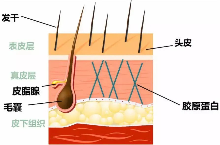 别人脱单你脱发,年轻人脱单脱发