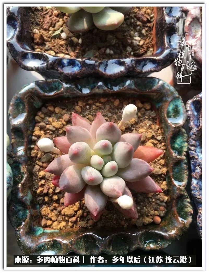 我若不弃，愿你不负我所期