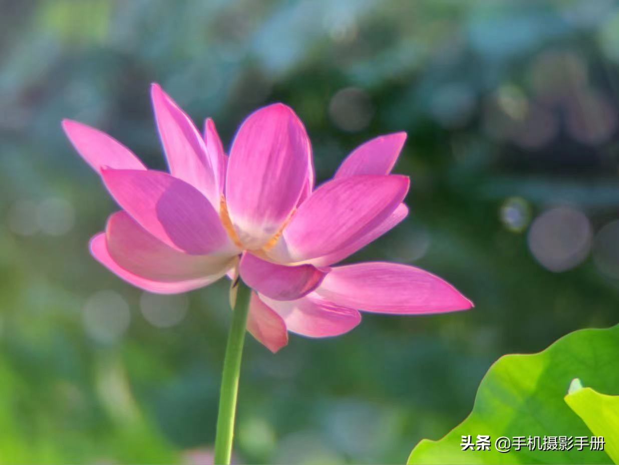 华为手机摄影教程由入门到精通,苹果手机摄影教程由入门到精通