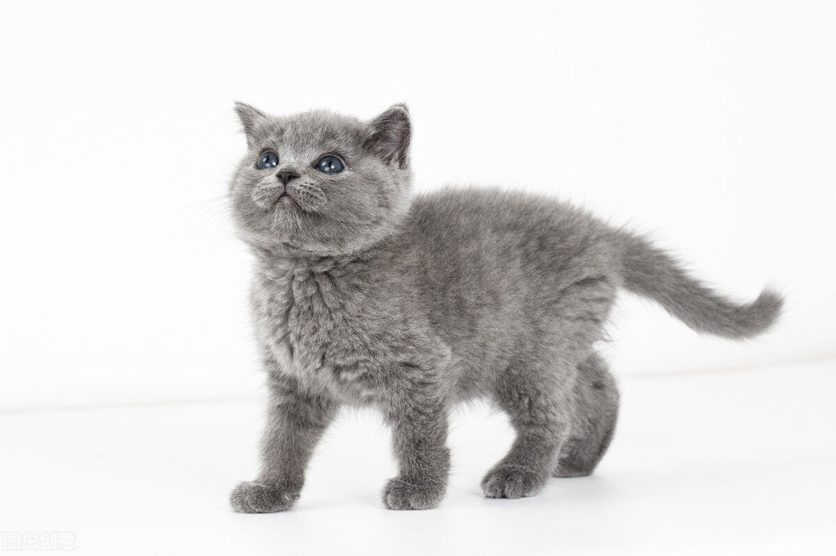 猫毛吸入肺部有什么危害,猫毛吸多了肺会怎样