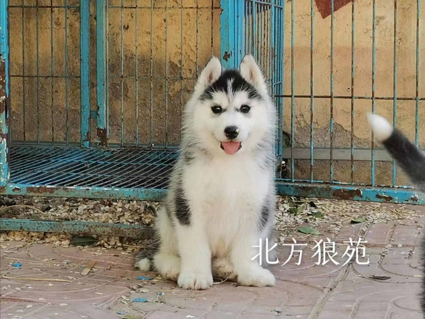 纯种哈士奇犬多少钱一只,你家哈士奇会跳芭蕾舞吗