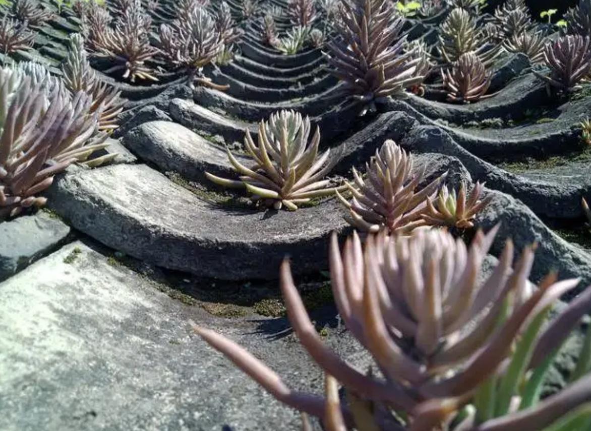 哪种植物能养活家里,五种大型植物家里就能养殖