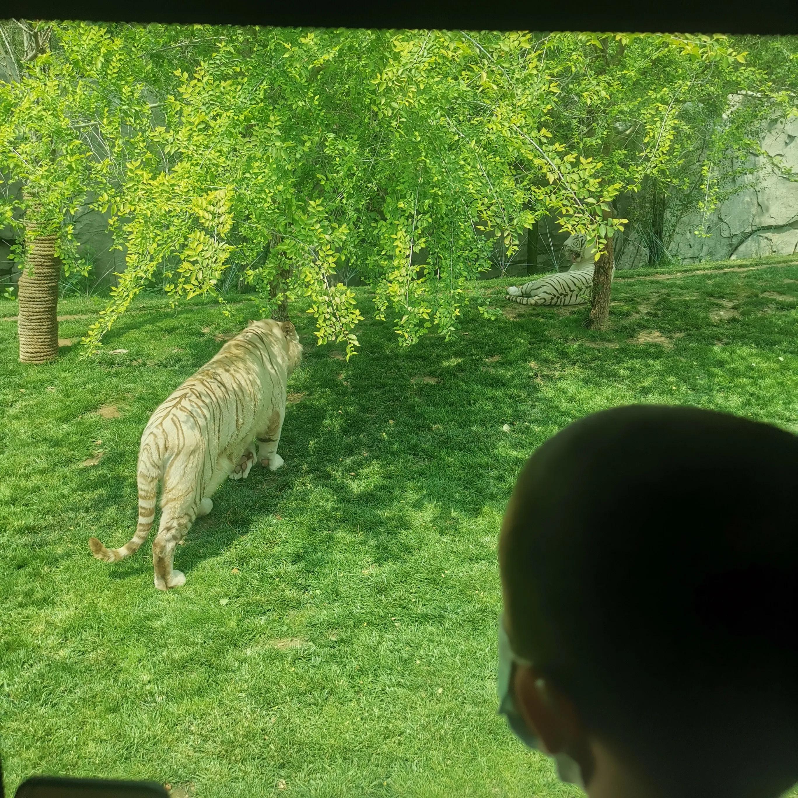 闰土的猹的梗,猹与闰土段子