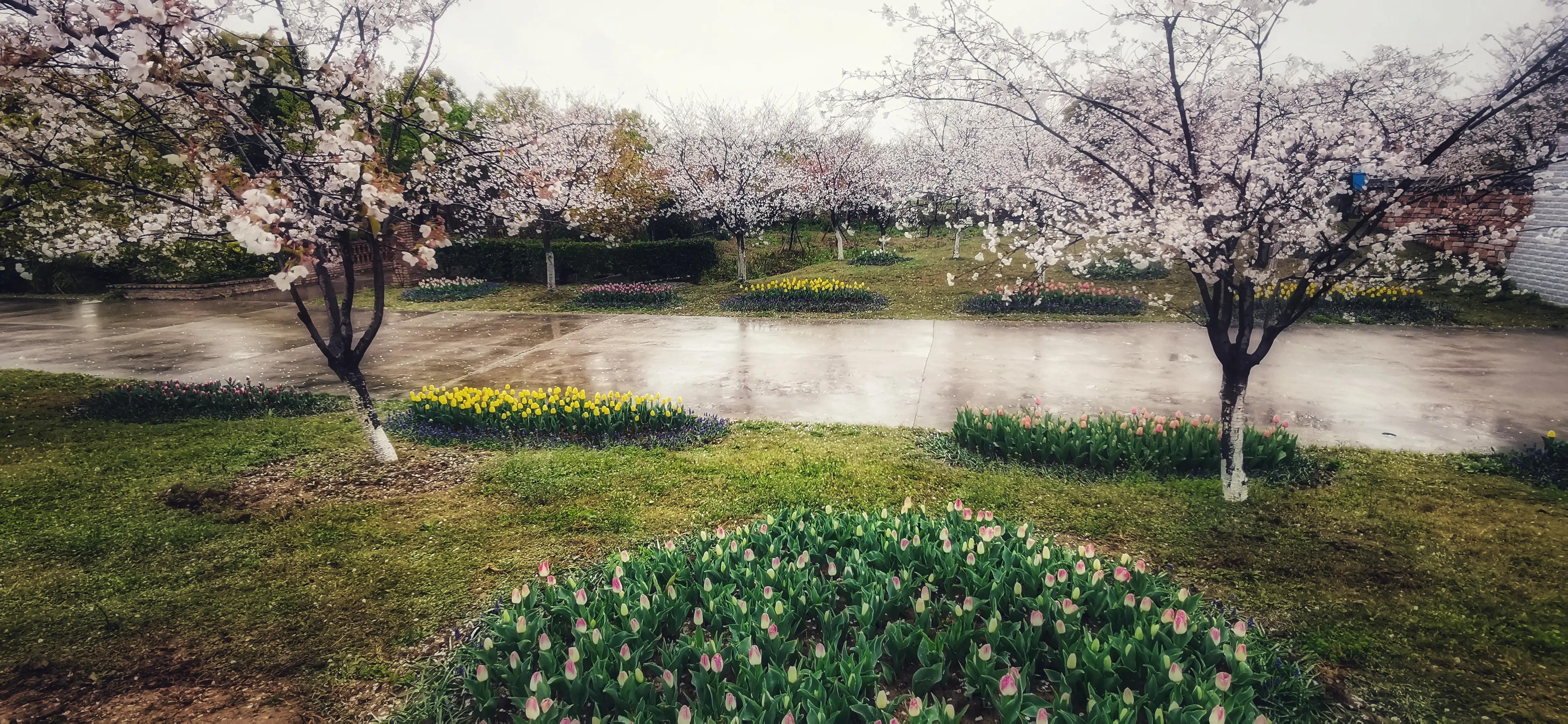 湖北宜昌花海赏花,枝江同心花海四月有什么花