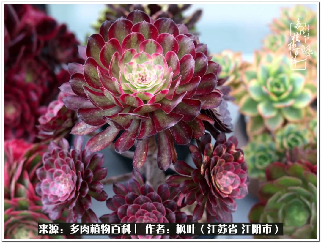 多肉植物的生长轨迹,多肉植物的养生方法