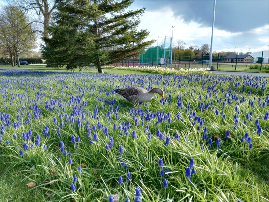 约克大学——卓越教学框架的金奖大学，诞生了15位英国议会议员