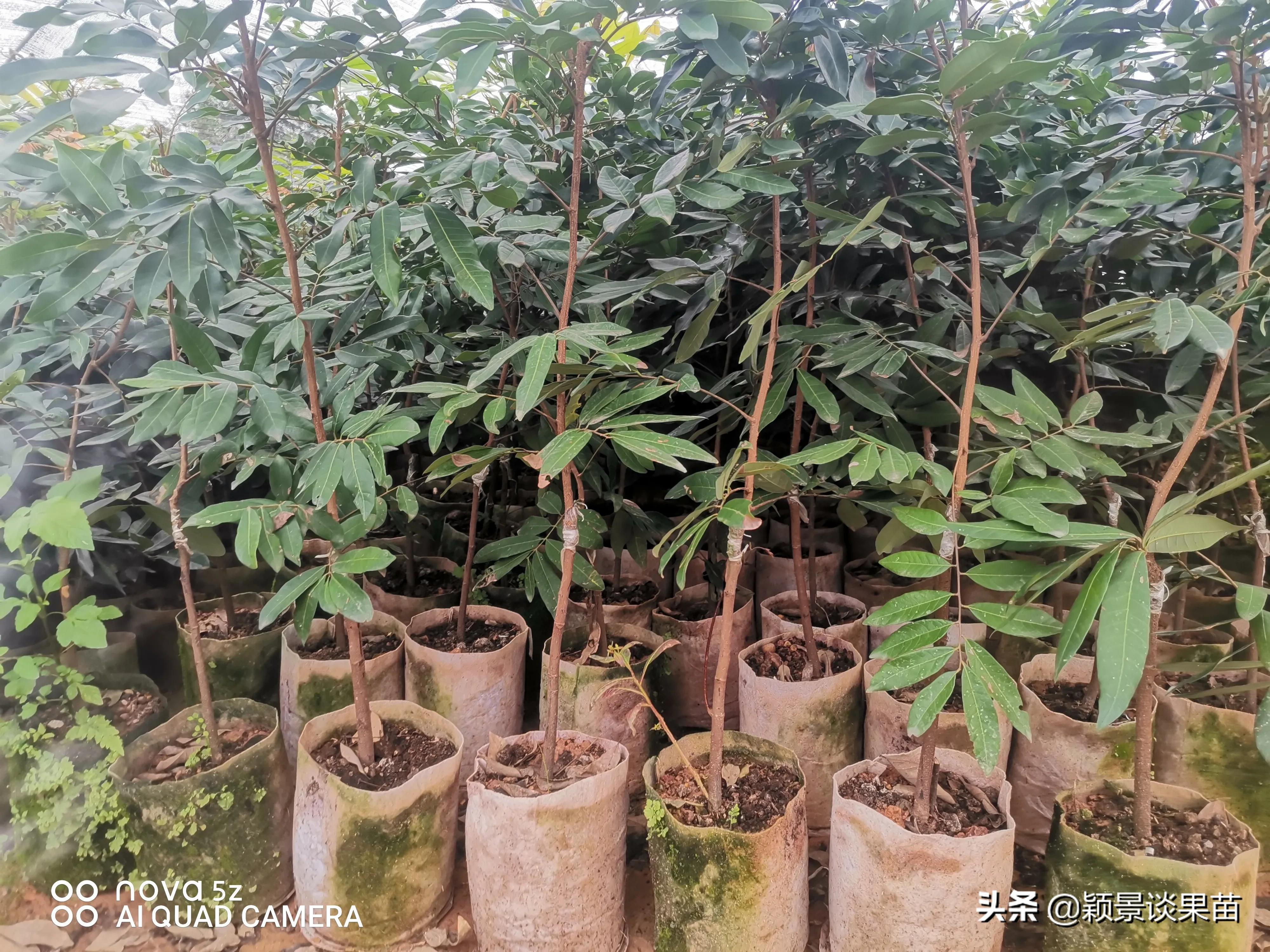 适合南宁种的水果树苗,适合广西种的阳台水果苗