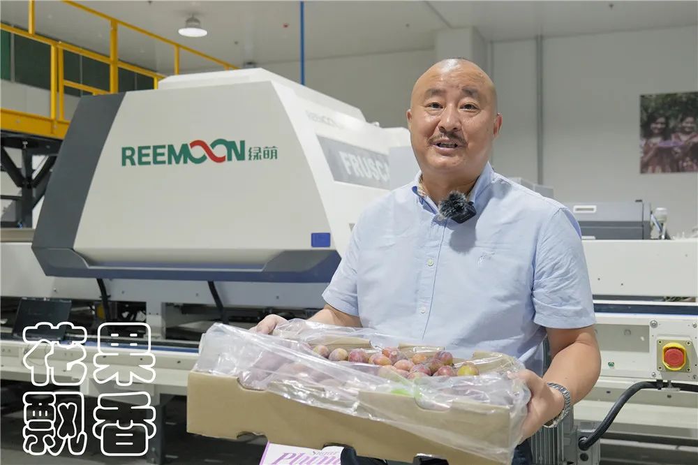 西梅怎么干得比较快呢,关于西梅的知识