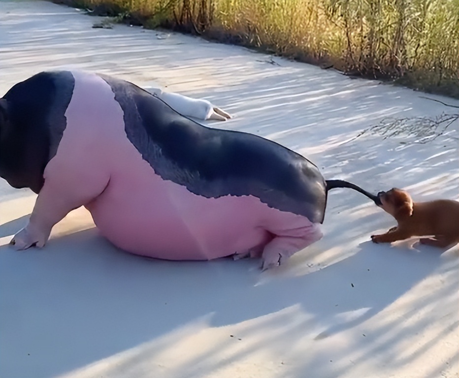 “狗界巅峰”：“把鸭当妈”骑鸭背上，全网最萌小狗吸粉550万