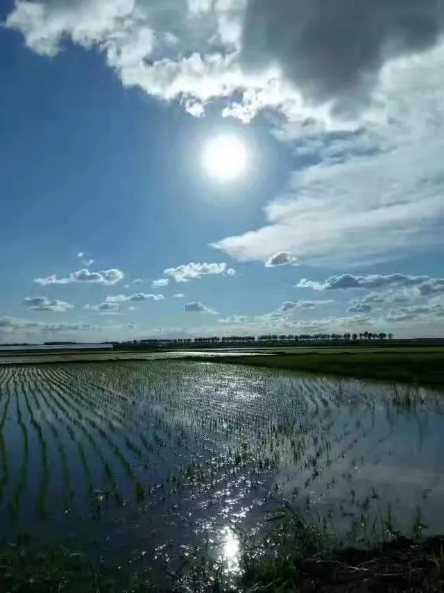 素心竹日记之稻田地补苗儿