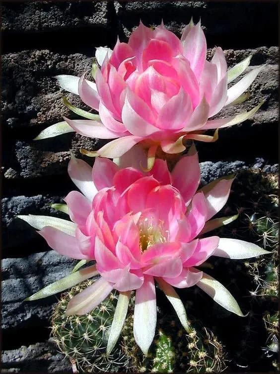 马上要结婚的小亚，做了婚检以后就自杀了，原因令人同情