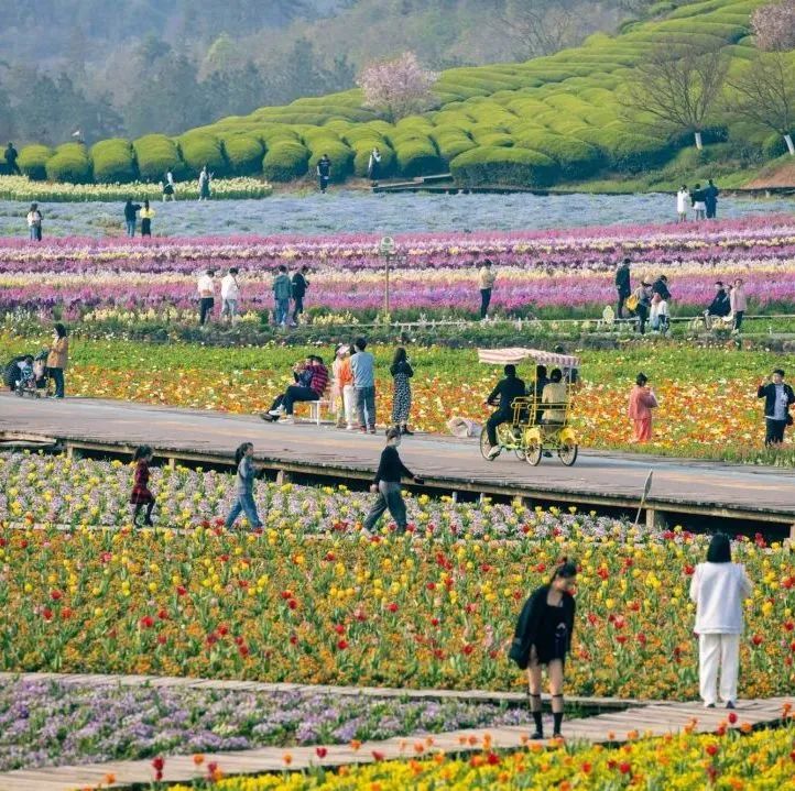 花田小镇爱丽丝,8000亩花田小镇