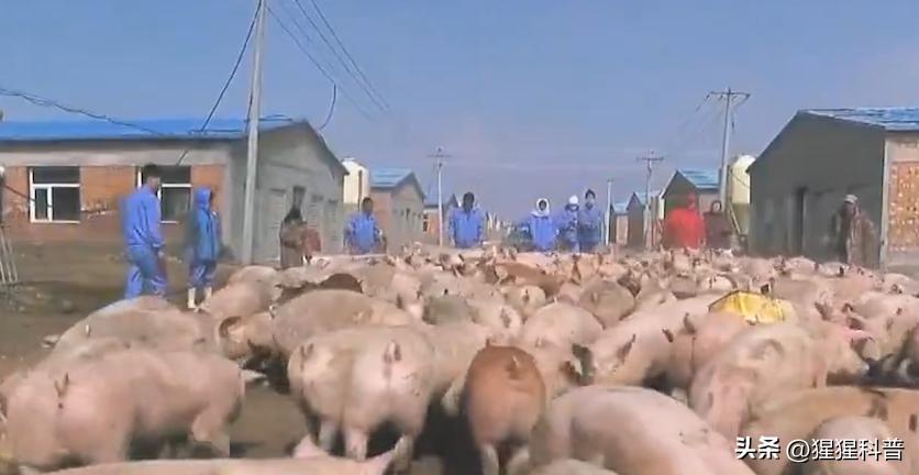 那些奇葩挣钱的项目,盘点奇葩副业